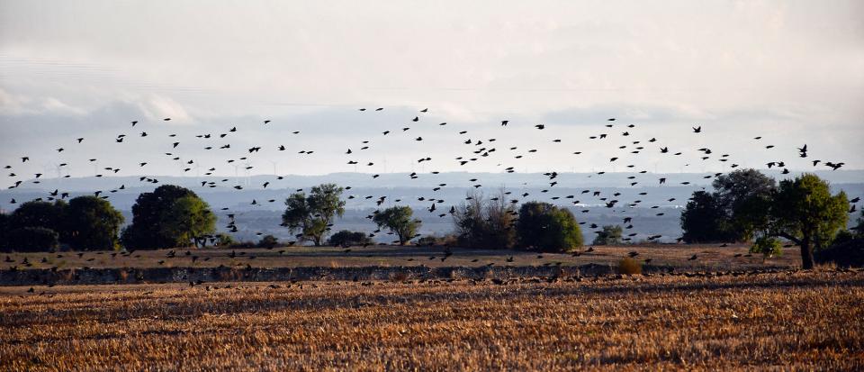 18.10.2025 Estornells  Guissona -  Ramon Sunyer