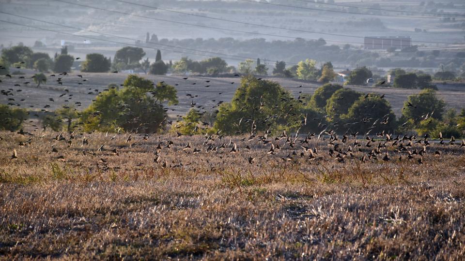 18.10.2025 Estornells  Guissona -  Ramon Sunyer