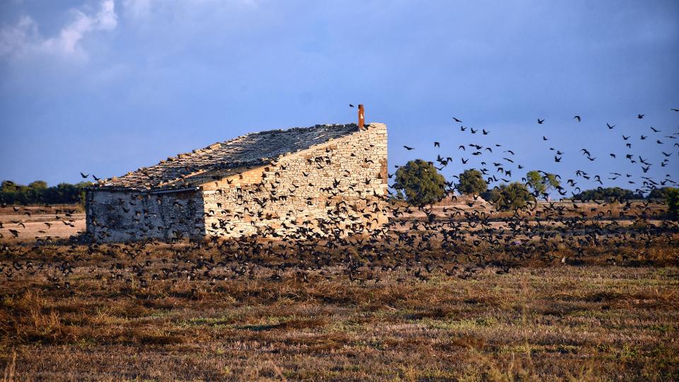 18.10.2025 Estornells  Guissona -  Ramon Sunyer