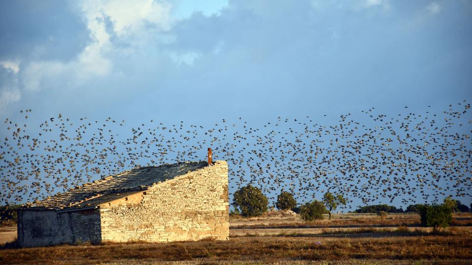 18.10.2025 Estornells  Guissona -  Ramon Sunyer