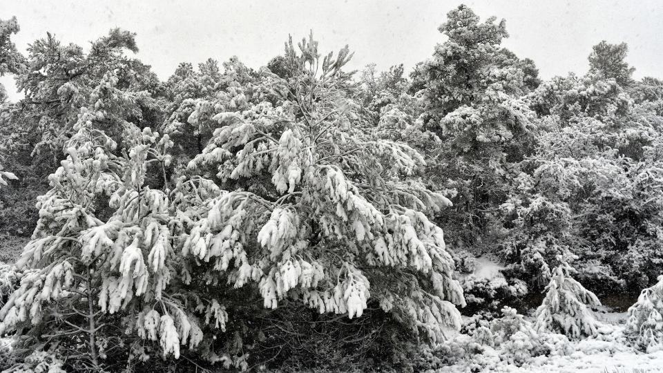 24.1.2026 Paisatge nevat  Bellmunt de Segarra -  Ramon Sunyer