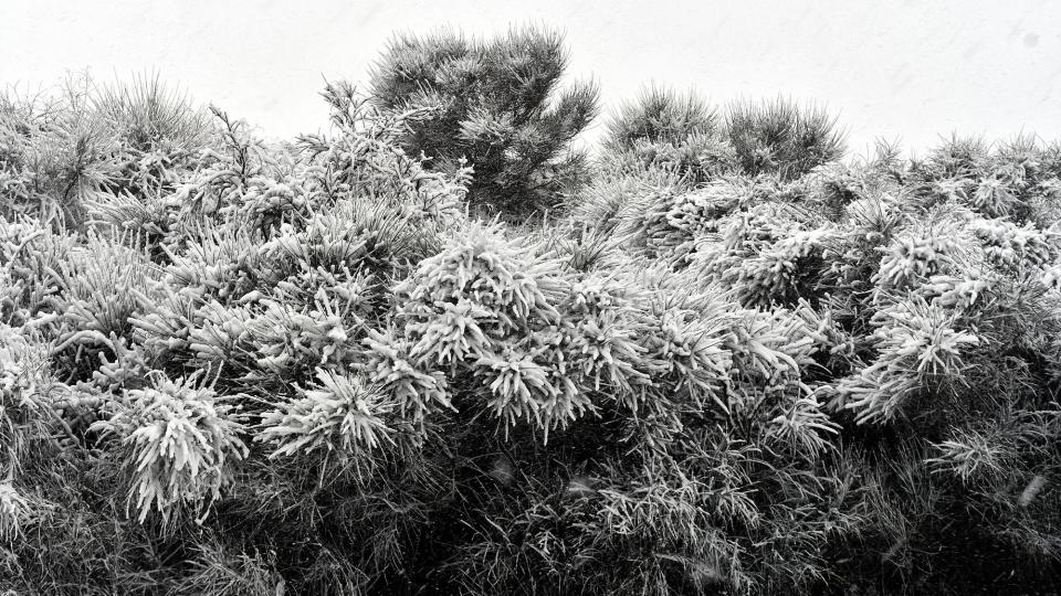 24.1.2026 Paisatge nevat  Bellmunt de Segarra -  Ramon Sunyer