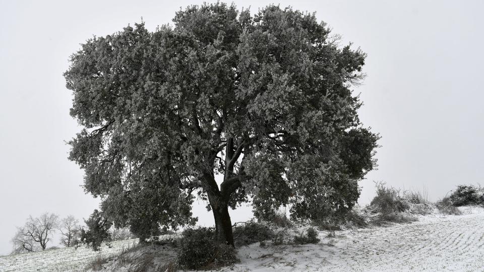 5.1.2026 Paisatge nevat  Ivorra -  Ramon Sunyer