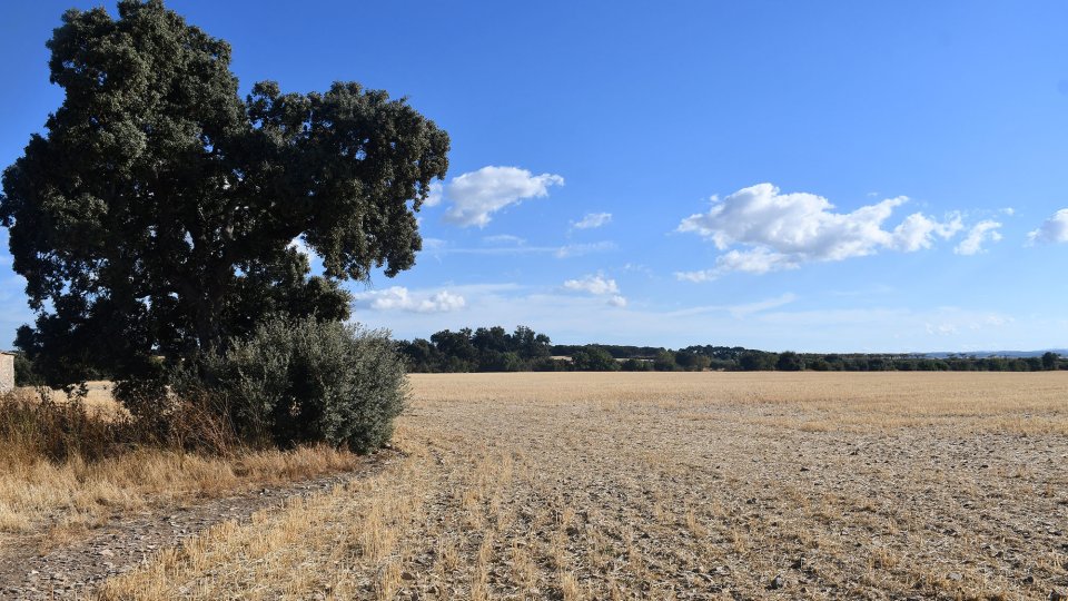 19.9.2026 - Paisatge - Granyena de Segarra - Ramon Sunyer