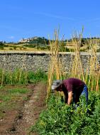 Els Hostalets: Detall d'un hort  Angelina Llop