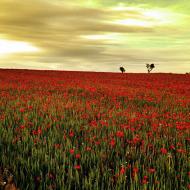 : Foto guanyadora del concurs d'Instagram ‪‎lasegarraclic‬, en la categoria de Natura i Paisatge  Anna Pla