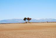 Segarra: Paisatge a l'altiplà  Ramon Sunyer