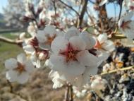 Vall del Llobregós: Ametllers florits  Ramon Sunyer