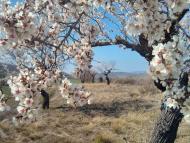 Vall del Llobregós: Ametllers florits  Ramon Sunyer