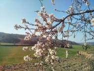 Vall del Llobregós: Ametllers florits  Ramon Sunyer