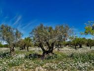 Tarroja de Segarra: Camps d'ametllers  Jaume Enrich