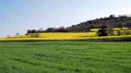 Torà: Contrast entre colza i cereal  Ramon Sunyer