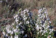 Torà: La flor del romaní, una nota perfumada  Ramon Sunyer