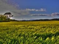 torà: acalorida primavera segarra  Ramon Sunyer