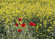 Montcortès de Segarra: Paisatge  marta maseras