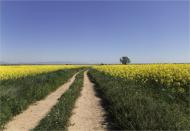 Montcortès de Segarra: Paisatge  Marta Maseras