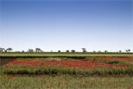 Montcortès de Segarra: Paisatge  Marta Maseras