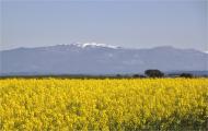 Montcortès de Segarra: colza  Marta Maseras