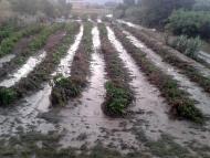 Ciutadilla: Vinya arrasada a Ciutadilla pel riu Corb  Xavier Figuerola