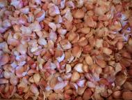 Belltall: L’all de Belltall té el grill vermell  alldebelltall.cat