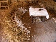 Belltall: Enforcant els alls  alldebelltall.cat