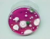 Cultiu en placa de floridures típiques del blat