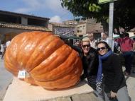 Sedó: La carabassa guanyadora 456 Kg  @martapontnou