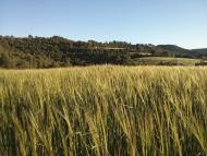 Porquerisses: camps de cereal Ramon Sunyer