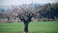 El Canós: ametller florit  Ramon Sunyer