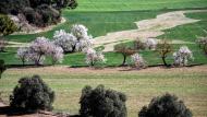 Sant Antolí i Vilanova: ametllers florits  Ramon Sunyer