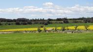 Sant Guim de la Plana: Paisatge  Ramon Sunyer