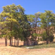 Castellmeià: font  Ramon Sunyer