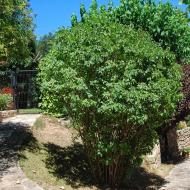 Sant Pere Sallavinera:   Ramon Sunyer