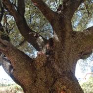 Sant Pere Sallavinera: alzinera  Ramon Sunyer