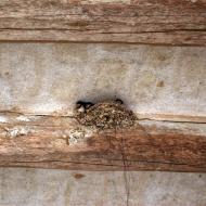 La Fortesa: orenetes  Ramon Sunyer