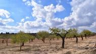 Tarroja de Segarra: ametllers  Ramon Sunyer