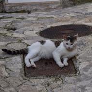 Bellprat: Ramon Sunyer