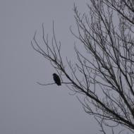 Enfesta: xoriguer  Ramon Sunyer