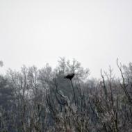 Enfesta: xoriguer  Ramon Sunyer