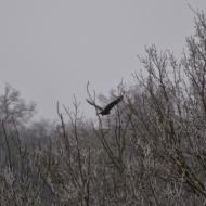 Enfesta: xoriguer  Ramon Sunyer