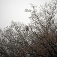 Massoteres: rapinyaire  Ramon Sunyer