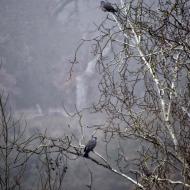 Massoteres: coloms  Ramon Sunyer