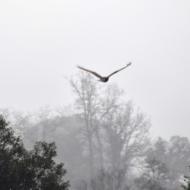 Massoteres: rapinyaire  Ramon Sunyer