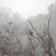 Massoteres: rapinyaire  Ramon Sunyer