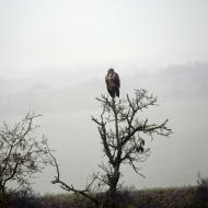 Torà: rapinyaire  Ramon Sunyer