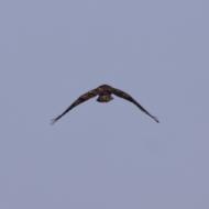 Torà: aligot  Ramon Sunyer