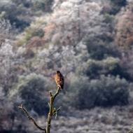 Torà: aligot  Ramon Sunyer
