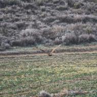 Torà: aligot  Ramon Sunyer