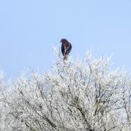 Prades de la Molsosa: aligot  Ramon Sunyer