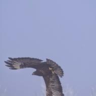 Prades de la Molsosa: aligot  Ramon Sunyer